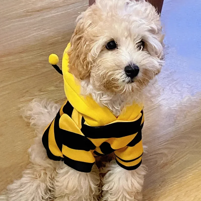 Bee Pet Halloween Hoodie Costume for Dogs & Cats